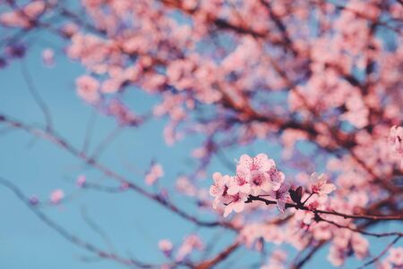 Plum tree branch with fresh pastel pink flowers in bloom, close up.の写真素材