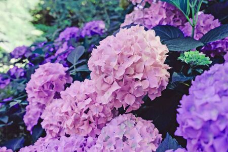 Beautiful fresh pastel pink hydrangea flowers blooming in the garden.の写真素材