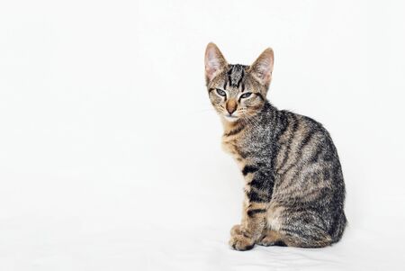 Young European Shorthair cat sitting on white background. Mackerel tabby coat color. Cute little sleepy kitten. Space for textの写真素材