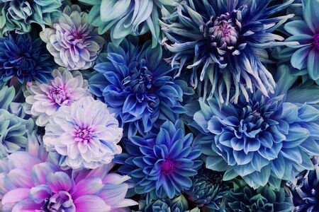 Beautiful fresh colorful blue and purple dahlia flowers in full bloom. Spring blossoms. Summer floral texture for background. Saturated blue color.の写真素材