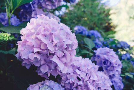 Beautiful purple hydrangea flowers blooming in the garden. Floral summer background. Pastel purple blossoms. Springtime. Copy space.の写真素材