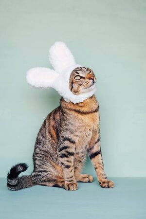 Happy Easter. Mackerel tabby kitty wearing funny bunny ears and looking up against pastel green background. European Shorthair young cat dressed as rabbit, close up. Space for text.の写真素材