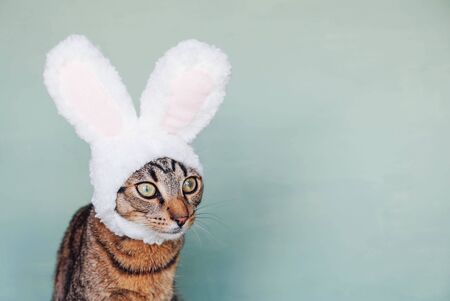 Happy Easter. Mackerel tabby kitty wearing funny bunny ears and looking up against pastel green background. European Shorthair young cat dressed as rabbit, close up. Copy space.の写真素材