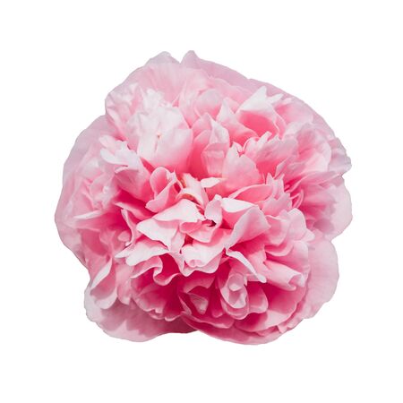Beautiful fresh pink peony flower in full bloom isolated on white background.の写真素材