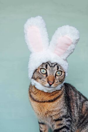 Happy Easter. European Shorthair young cat wearing funny bunny ears against pastel green background. Mackerel tabby kitty dressed as rabbit, close up.の写真素材