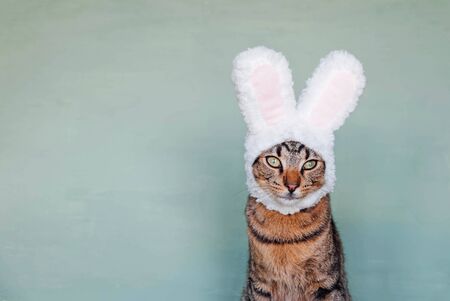 Happy Easter. European Shorthair young cat wearing funny bunny ears against pastel green background. Mackerel tabby kitty dressed as rabbit, close up.の写真素材