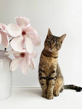Young European Shorthair cat and beautiful fresh blooming magnolia flowers in vase on white background. Tabby kitty and spring blossoms.の写真素材