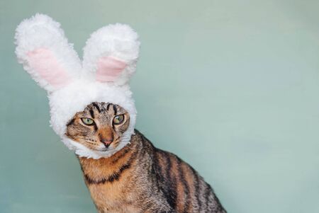 Happy Easter. European Shorthair young cat wearing funny bunny ears against pastel green background. Mackerel tabby kitty dressed as rabbit, close up.の写真素材