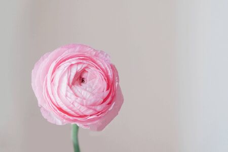 Beautiful fresh pink ranunculus flower in full bloom on white background, close up. Space for text.の写真素材