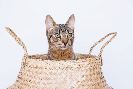 Young European shorthair cat sitting in wicker basket against white background, close up. Playful and cute mackerel tabby kitty. Space for text. Domestic animals.の写真素材