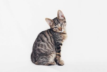 Beautiful young European Shorthair cat sitting on white background. Space for text. Mackerel tabby coat colour. Cute little sleepy kitten looking at you.の写真素材