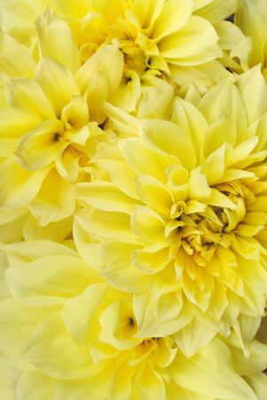 Yellow Kelvin Floodlight Dahlia flowers in full bloom, close up.の写真素材