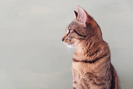 Beautiful European shorthair young cat sitting against pastel green background, sideview.の写真素材