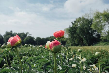 Beautiful fresh coral peony buds growing in the garden, close up. Summer flowers. Nature background. Copy space.の写真素材