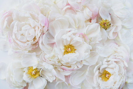 Beautiful fresh white peony flowers in full bloom, close up, top view. Floral summery texture for...