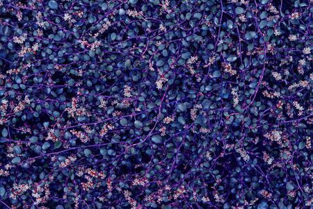 Abstract botanical texture for background. Garden plants. Summer backdrop.の写真素材