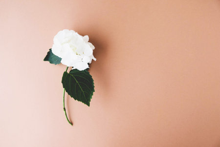 Fresh white hydrangea flower in bloom on brown background. Copy space.