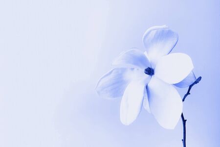 Beautiful fresh white magnolia flower in full bloom on white background, close up. Space for text. Spring blossoms.の写真素材