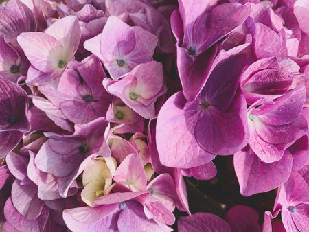 Heap of beautiful fresh purple hydrangea flowers in full bloom.の写真素材