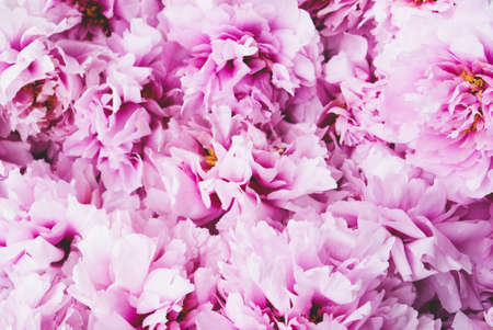 Beautiful fresh fluffy purple peony flowers in full bloom, close up. Flowery summer texture for background. Heap of pink blooming peonies.の写真素材