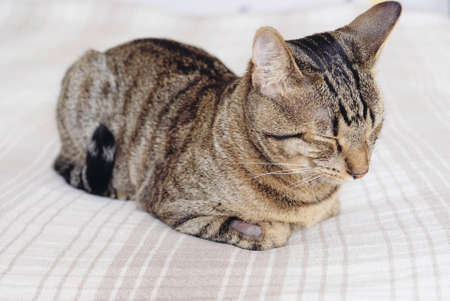 Tabby cat has shaved hair on his front leg after fluid therapy for general anesthesia. Intravenous fluid therapy. Veterinary Surgery. Sterilization. Care of animals.の写真素材