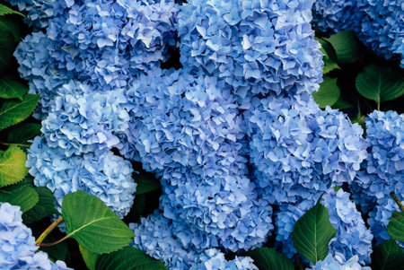 Beautiful fresh blue hydrangea flowers blooming in the garden.