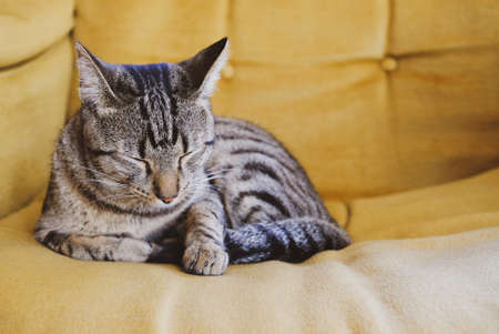Beautiful tabby cat with green eyes and red nose lying indoors, close up. Domestic European shorthair ten months old cat.の写真素材