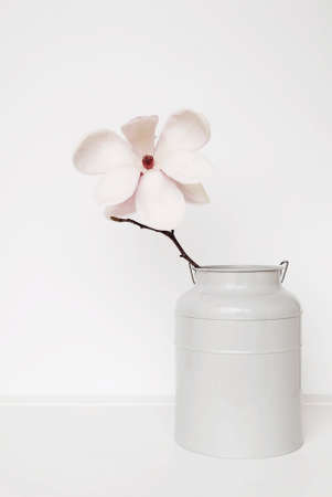 Beautiful fresh white magnolia flower in full bloom in vase on white background, close up. Spring blossoms still life. Copy space.の写真素材