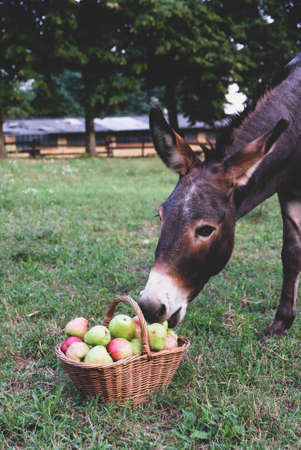 Funny donkey eating freshly picked organic apples. Apple harvest season. Countryside.の写真素材
