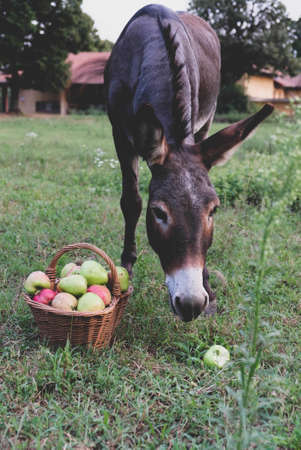Funny donkey eating freshly picked organic apples. Apple harvest season. Countryside.の写真素材