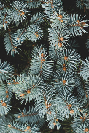Fresh fluffy green fir branches texture, close up. Natural Christmas background.