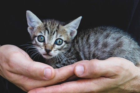 Adorable little grey tabby kitten in male hands.