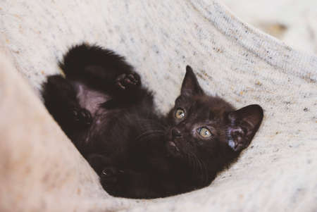 Adorable little black kitten, close up. One month old cat. Adoption concept. Copy space.の写真素材
