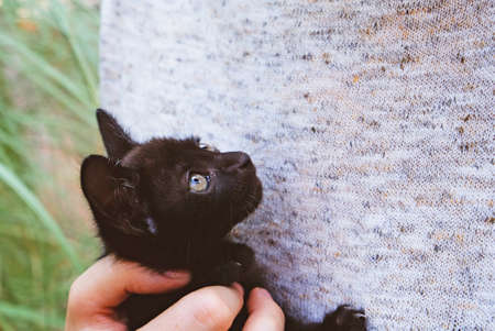 Adorable little black kitten in female hands, close up. One month old cat. Adoption concept. Copy space.の写真素材