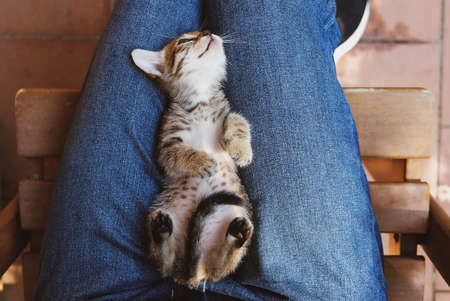 Adorable little tabby kitten lying on knees, close up. One month old cat.の写真素材