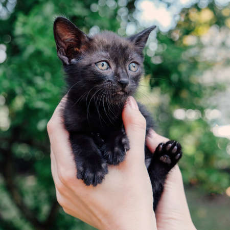 Adorable little black kitten in female hands, close up. Copy space. One month old cat. Adoption concept. Copy space.の写真素材