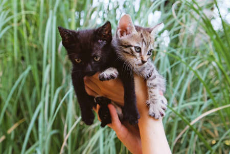 Adorable little kittens in female hands, close up. One month old cat. Adoption concept.の写真素材