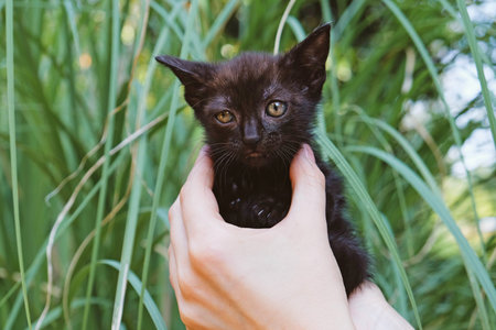 Adorable little black kitten in female hands, close up.