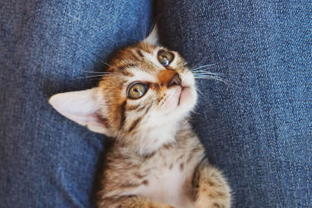 Adorable little tabby kitten lying on knees, close up. One month old cat.の写真素材