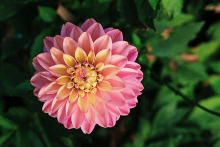 Beautiful pink dahlia flowers in full bloom in the garden.の写真素材
