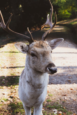 Beautiful young fallow deer in the autumn forest, close up. Wildlife, nature.の写真素材