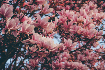 Pink magnolia tree in bloom, close up. Spring blossoms.の写真素材
