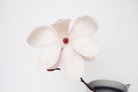 Beautiful fresh white magnolia flowers in full bloom in vase on white background, close up. Spring blossoms still life. Copy space.の写真素材
