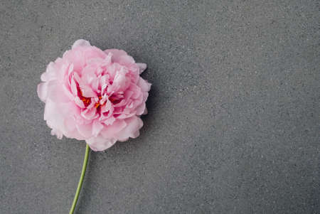 Beautiful fresh pink peony flowers in full bloom on gray background.の写真素材