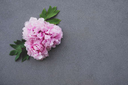 Beautiful fresh pink peony flowers in full bloom on gray background.の写真素材