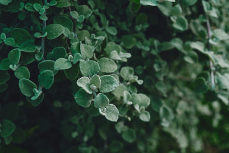Beautiful natural leaves texture for background. Garden plants.の写真素材