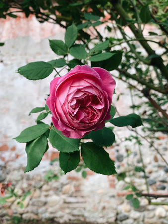 Beautiful pink antique rose blooming in the garden against old brick wall, close up.の写真素材