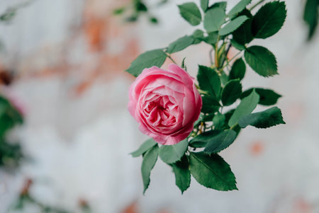 Beautiful pink antique rose blooming in the garden, close up. Copy space for text.