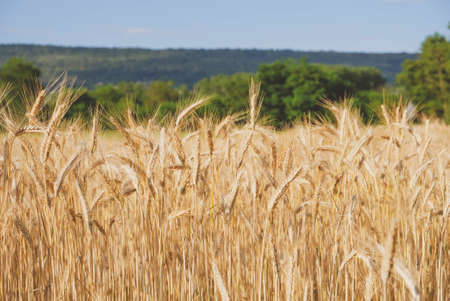 Rye field in a hot summer day, close up. Space for text. Natural summery background.の写真素材
