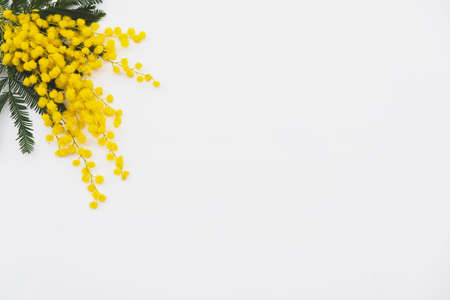 Bunch of yellow mimosa flowers in full bloom on white background, top view. Spring blossoms.の写真素材